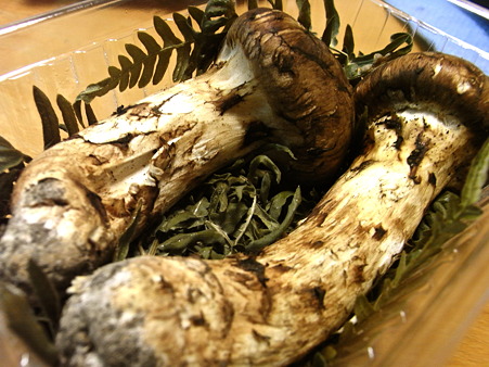 岩手県産松茸