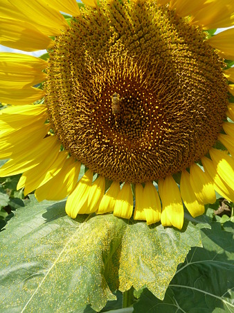 佐用ひまわり2011 017