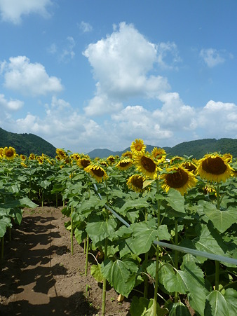 佐用ひまわり2011 019