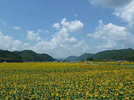 佐用ひまわり2011 037