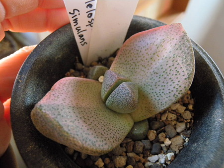 Pleiospilos simulans variegated