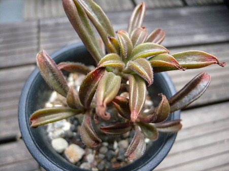 Tylecodon grandiflorus