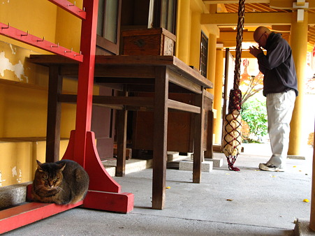 小梳(おぐし)神社の猫1