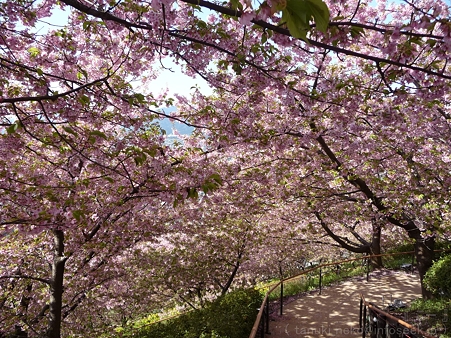 120329-松田山 河津桜 (54)