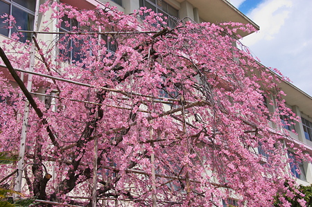 大阪府立桜塚高校　しだれ桜