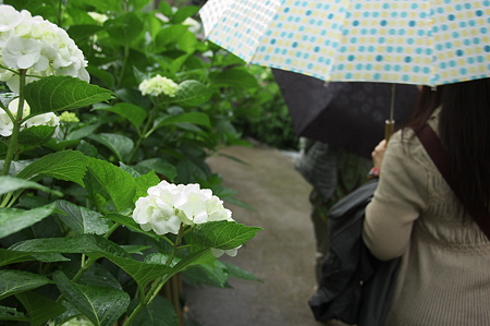 美女と紫陽花