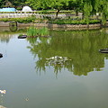 池のある風景