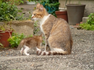 かあちゃんと