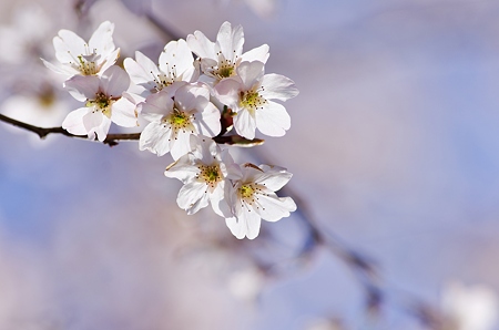 咲いた咲いた桜が咲いた。