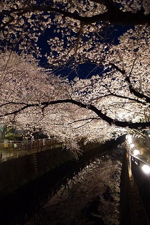 桜のライトアップ(東宝付近の仙川)