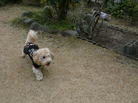 120205_koo_mira_fd_3