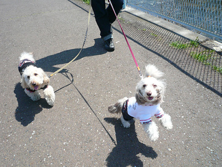 120408_koo_mira_2