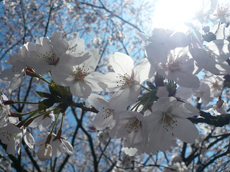 2012 サクラ 4