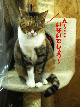 ミケコ
