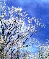 スカイラインの樹氷