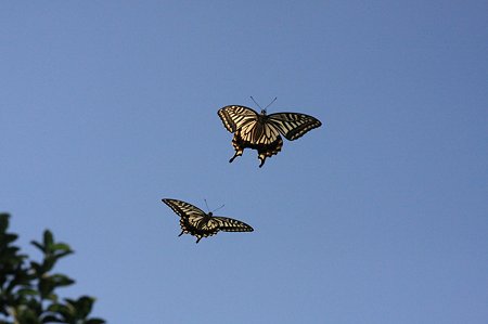 2011.10.07　和泉川　アゲハチョウ