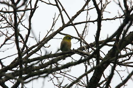 2012.01.14　和泉川　梅にメジロ