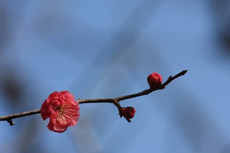 2012.02.13　大池公園　八重寒紅