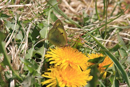 2012.04.05　和泉川　タンポポにモンキチョウ