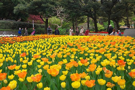 2012.04.19　横浜公園　チューリップ　千客万来