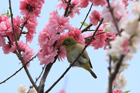 2012.04.21　和泉川　モモにメジロ