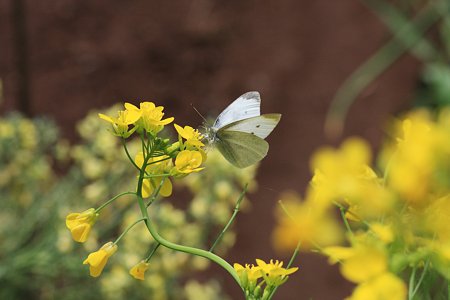 2012.05.04　和泉川　モンシロチョウ