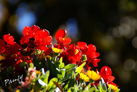 朝陽に微笑む花たち・・