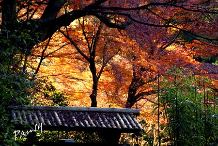 秋の名残り・・冬の明月院・・11