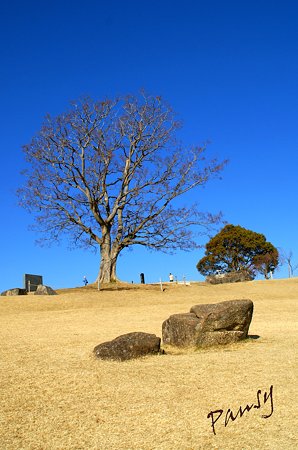 榎(えのき)の大樹・・