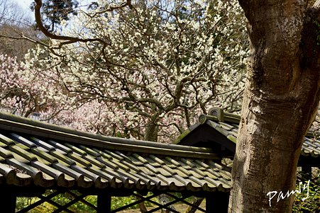 梅らんまんの東慶寺・・21