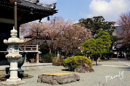 桜 kamakura 8