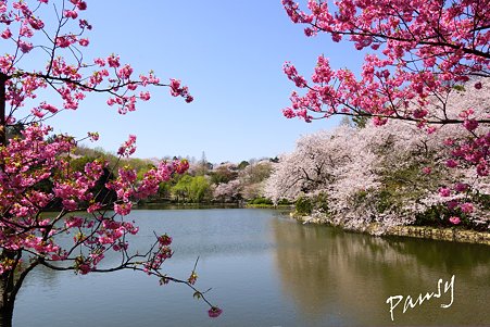 三ッ池公園の桜 10