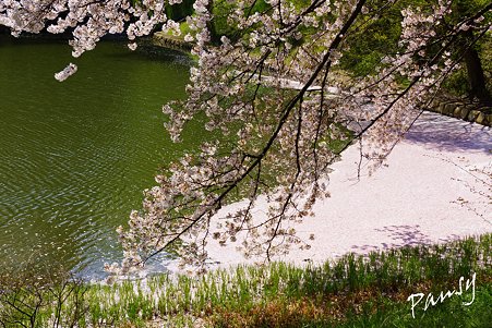 大きな花筏・・三ッ池公園の桜 11