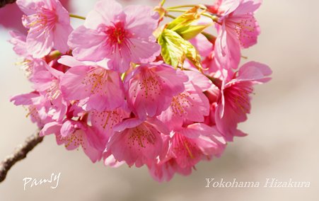 横浜緋桜・・三ッ池公園の桜 13