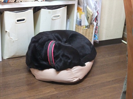 がんっばって丸まっている