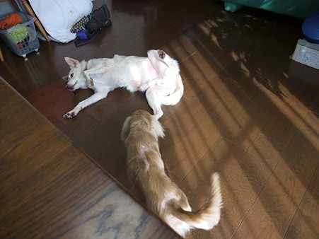 お腹見せてリラックスしたり
