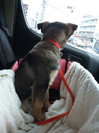 帰りの車では案外落ち着いていた