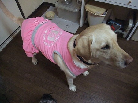 やっぱり笑える(=^w^)