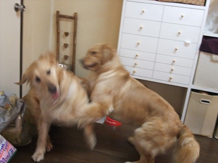 むちゃくちゃ遊ぶ!