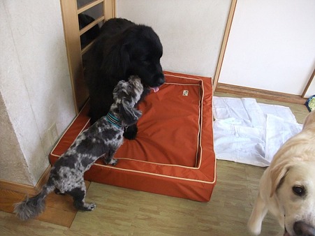 ナナの為に用意してくれた高級ベッド~~!