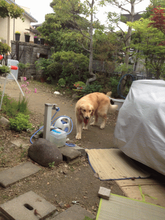自由に部屋と庭を行き来したり
