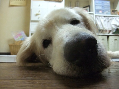 やっぱ、かわいい~~♪
