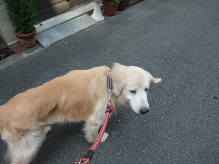 お散歩じゃないんやよ~