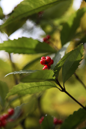 駿府城・紅葉山庭園 - 16