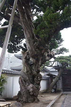 尊光寺 - 02