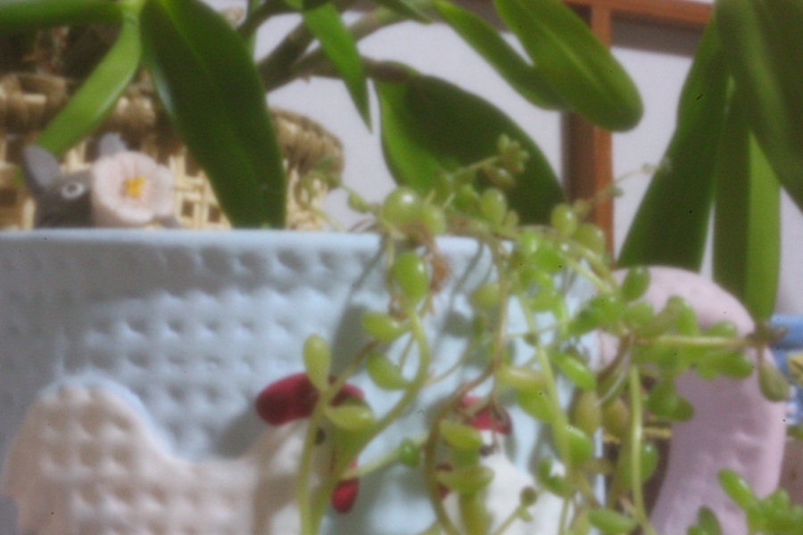 植物