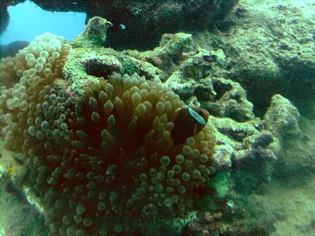 guam30