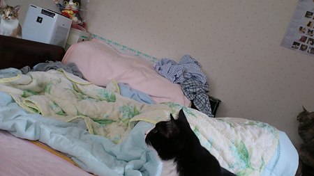 3にゃん撮り