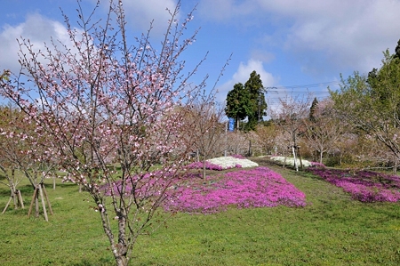 富士山桜の園全景1