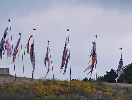朝霧さわやかパーキング鯉のぼり1